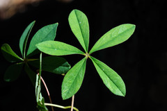Oxalis hernandesii