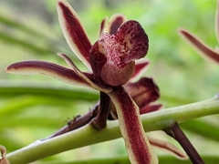Cymbidium bicolor