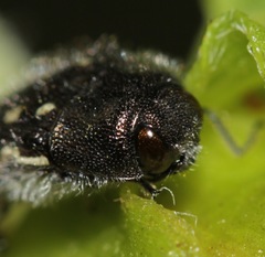 Acmaeodera rubronotata
