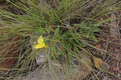 Oenothera elata hirsutissima