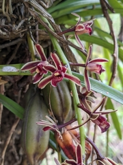 Cymbidium bicolor