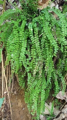 Asplenium trichomanes trichomanes
