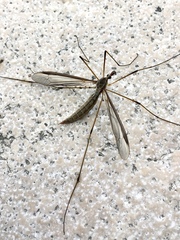Tipula maxima