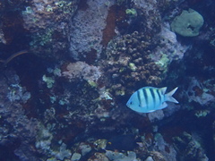 Abudefduf abdominalis