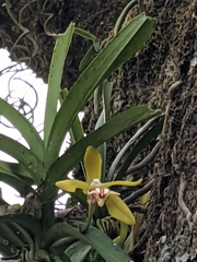 Vanda cristata