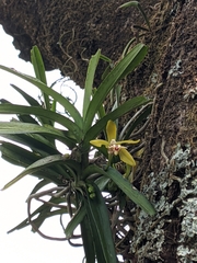 Vanda cristata