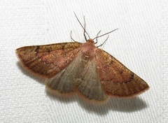 Drepanogynis miltophyris