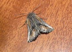 Drepanogynis anthracinata