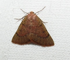 Drepanogynis miltophyris