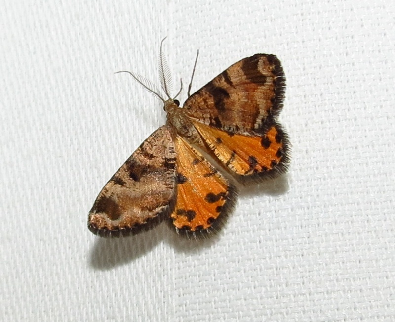 Speckle Orange