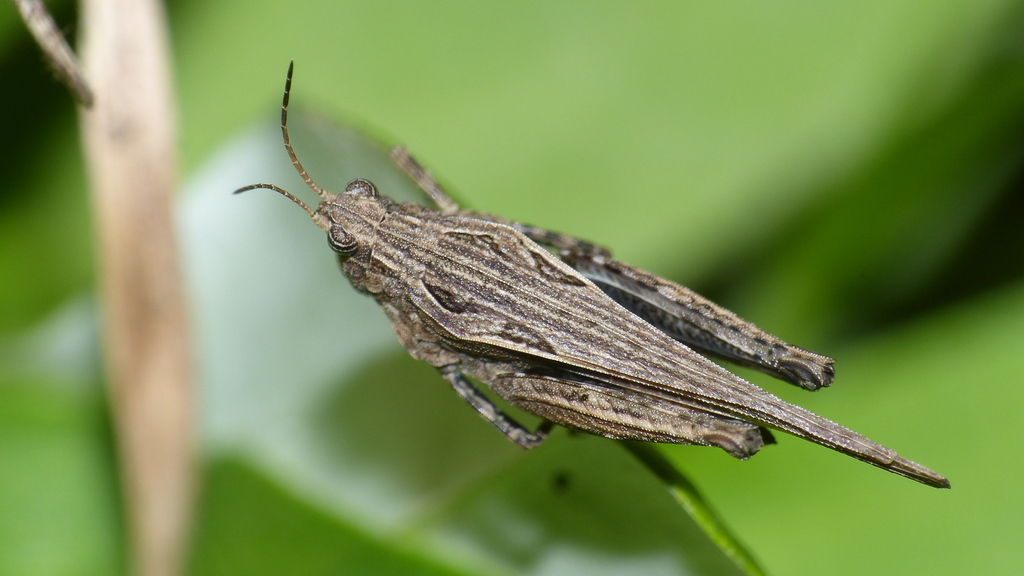 Tettiellona hypsimelathrus