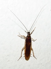Supella dimidiata