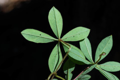 Oxalis hernandesii