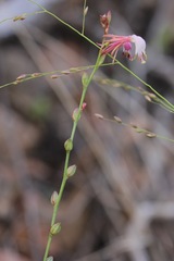 Oenothera podocarpa