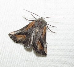 Drepanogynis anthracinata