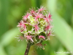 Sanguisorba verrucosa