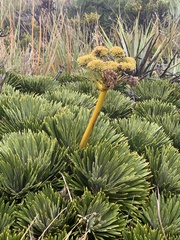 Aciphylla crosby-smithii
