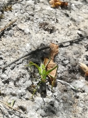 Odontura macphersoni