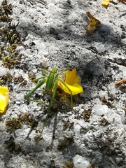 Odontura macphersoni