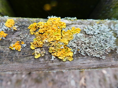 Xanthoria parietina