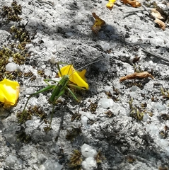 Odontura macphersoni