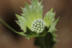 Eryngium lemmonii