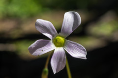 Oxalis hernandesii