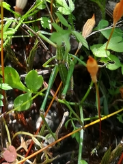 Odontura macphersoni