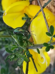 Polydrusus smaragdulus