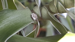 Chrysopidae