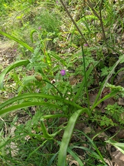 Allium decipiens quercetorum