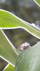 Chrysopidae