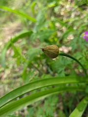 Allium decipiens quercetorum