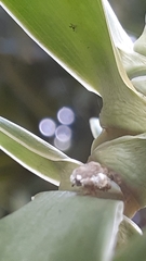 Chrysopidae
