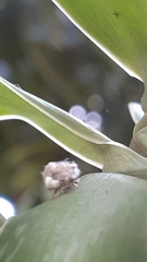 Chrysopidae