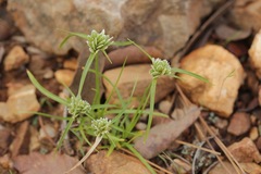 Cyperus seslerioides