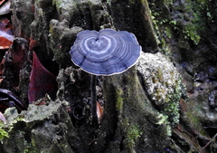 Sanguinoderma rugosum