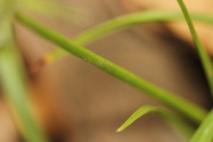 Cyperus seslerioides