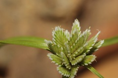 Cyperus seslerioides