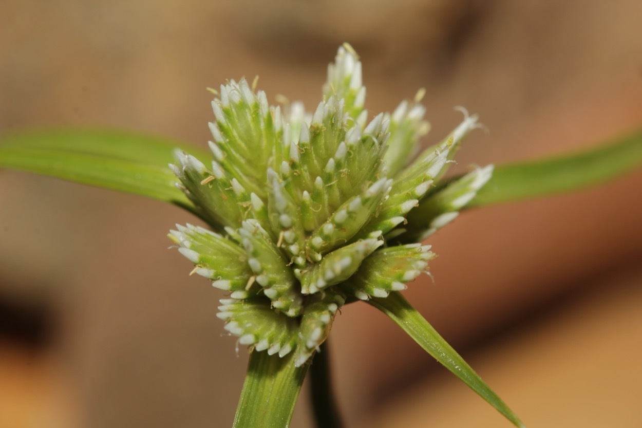 Cyperus seslerioides