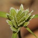 Texas Flatsedge - Photo (c) Nathan Taylor, some rights reserved (CC BY-NC), uploaded by Nathan Taylor