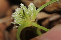 Cyperus seslerioides