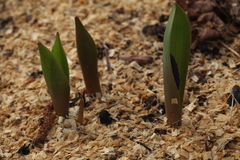 Muscari latifolium