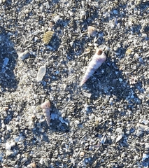 Turritella