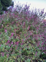 Syncolostemon obermeyerae