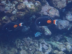 Acanthurus achilles