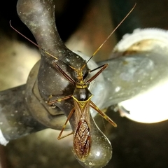 Isocondylus elongatus