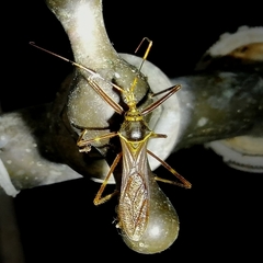 Isocondylus elongatus