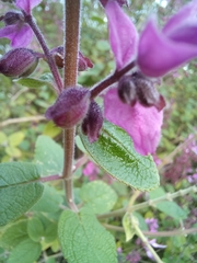 Syncolostemon obermeyerae