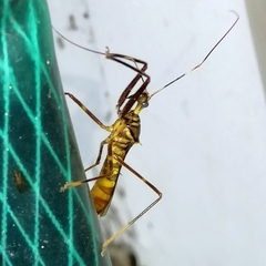 Isocondylus elongatus